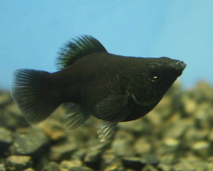 Black Balloon Mollies ~ 3cm